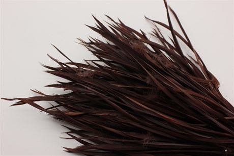 Гусиное перо-биот окрашенное, цвет коричневый, 80~250x3~5 мм, 1 шт - фото 40368