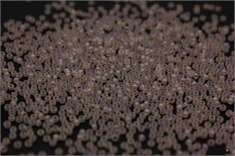 Бисер Miyuki Round (круглый) 15/0 155FR - Matted Transp Pale Pink AB, 10 гр (Япония) 38014