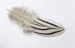 Перо серебристого фазана (шт)