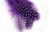 Перо цесарки, Purple (5 шт) - фото 13348