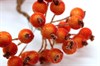 Ягоды рябины оранжевые - фото 16895