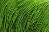 Канитель мягкая матовая, цвет зеленый  MK-17 0,7 мм  5 гр (Индия) - фото 40422